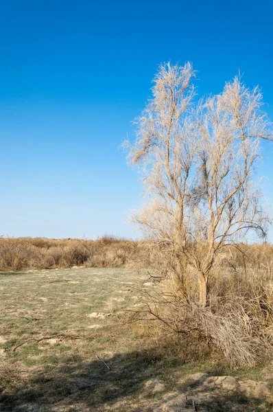 Bahar fotoğrafçılığı, uzun çimenli ağaçsız bozkır bozkırları, çayırlık, veld, veldt