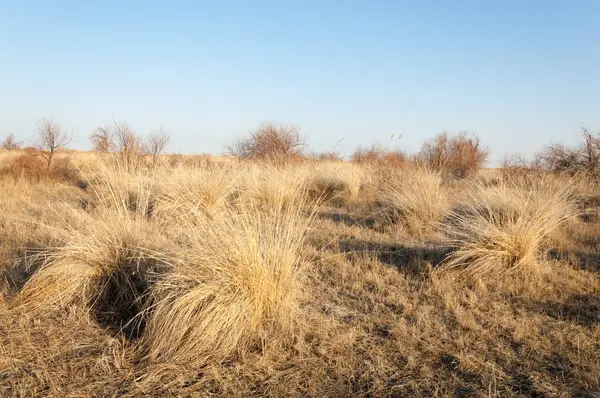 Steppe — Stock fotografie