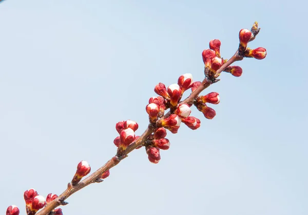 Tavaszi fák virágzó — Stock Fotó