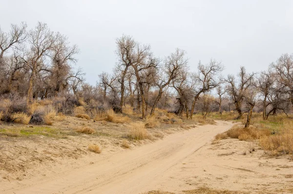 Steppe — Photo