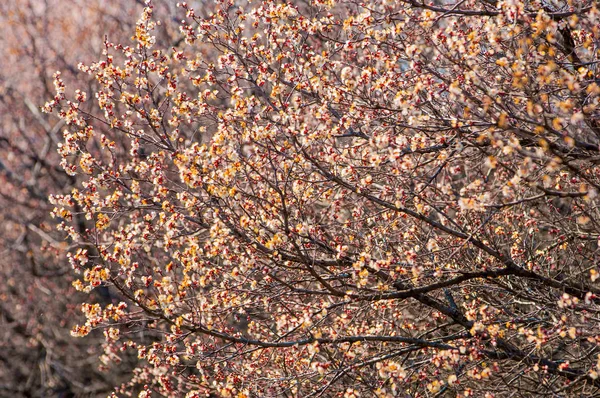 Fiori di albicocca primaverili — Foto Stock