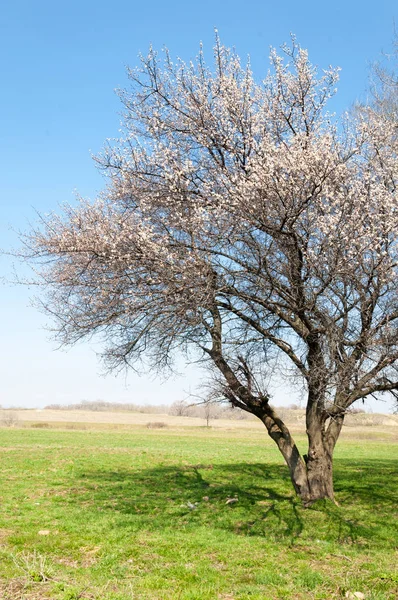 Kayısı bahar çiçekleri