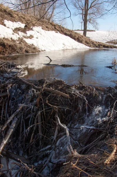 Bahar Orman, solmuş çimen, son kar, sp sıcak