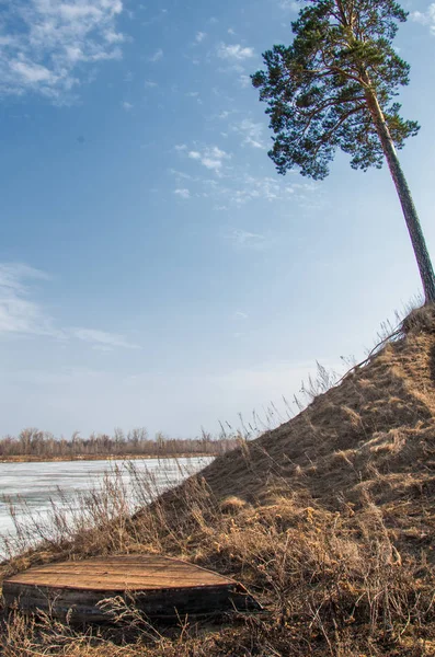 Bahar çam ormanı. bahar mevsimi. Bahar, Bahar,