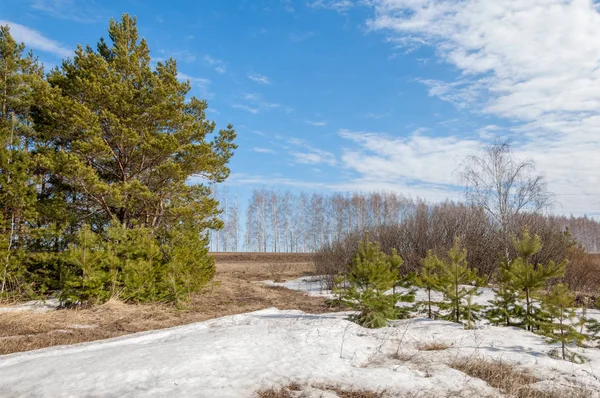 Frühling auf dem Feld. Der letzte Schnee. Kiefer. Frühlingszeit, Frühlingszeit — Stockfoto