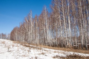 Orman erken ilkbaharda huş ağacı. Erken Bahar orman