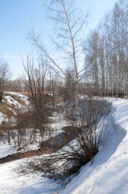 Orman erken ilkbaharda huş ağacı. Erken Bahar orman