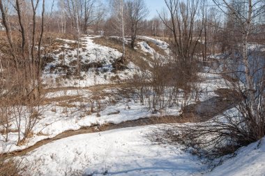Orman erken ilkbaharda huş ağacı. Erken Bahar orman