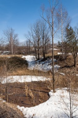 Orman erken ilkbaharda huş ağacı. Erken Bahar orman