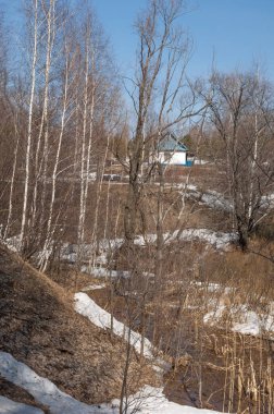 Orman erken ilkbaharda huş ağacı. Erken Bahar orman