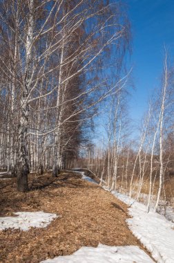 Orman erken ilkbaharda huş ağacı. Erken Bahar orman