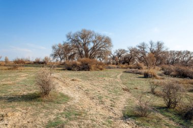 Bahar fotoğrafçılığı, uzun çimenli ağaçsız bozkır bozkırları, çayırlık, veld, veldt