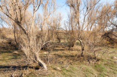 Bahar fotoğrafçılığı, uzun çimenli ağaçsız bozkır bozkırları, çayırlık, veld, veldt