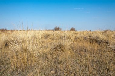 Bahar fotoğrafçılığı, uzun çimenli ağaçsız bozkır bozkırları, çayırlık, veld, veldt