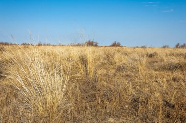 Bahar fotoğrafçılığı, uzun çimenli ağaçsız bozkır bozkırları, çayırlık, veld, veldt