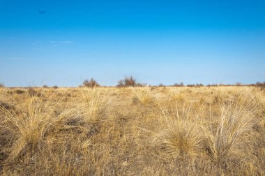 Bahar fotoğrafçılığı, uzun çimenli ağaçsız bozkır bozkırları, çayırlık, veld, veldt