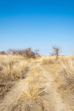 Bahar fotoğrafçılığı, uzun çimenli ağaçsız bozkır bozkırları, çayırlık, veld, veldt