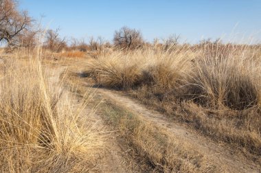 Bahar fotoğrafçılığı, uzun çimenli ağaçsız bozkır bozkırları, çayırlık, veld, veldt
