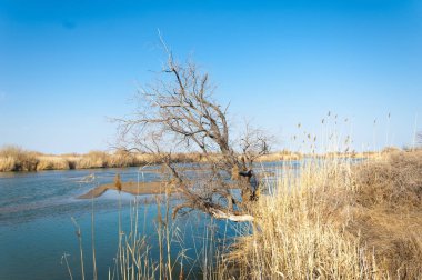 Bahar bozkırında nehir