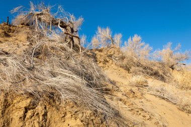 Bahar bozkırında nehir