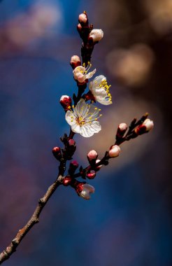 Kayısı bahar çiçekleri