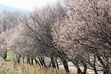 Kayısı bahar çiçekleri