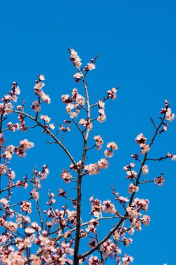 Kayısı bahar çiçekleri