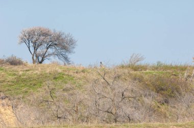 Kayısı bahar çiçekleri