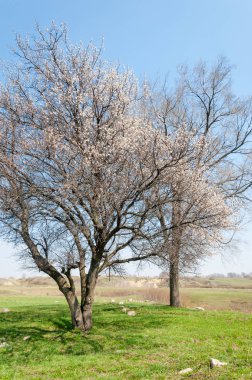 Kayısı bahar çiçekleri