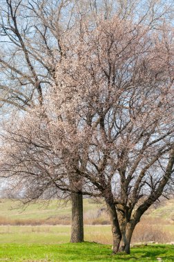 Kayısı bahar çiçekleri
