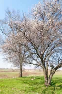 Kayısı bahar çiçekleri