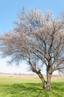 Kayısı bahar çiçekleri
