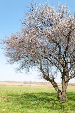 Kayısı bahar çiçekleri