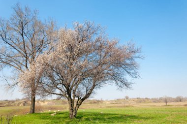 Kayısı bahar çiçekleri