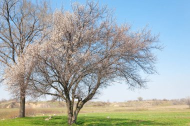 Kayısı bahar çiçekleri