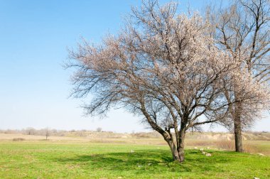 Kayısı bahar çiçekleri