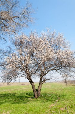 Kayısı bahar çiçekleri