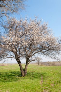 Kayısı bahar çiçekleri