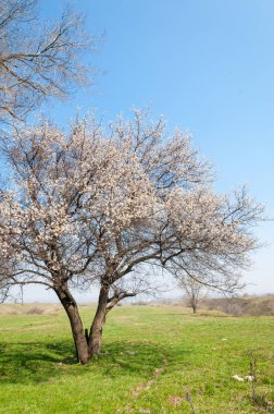 Kayısı bahar çiçekleri