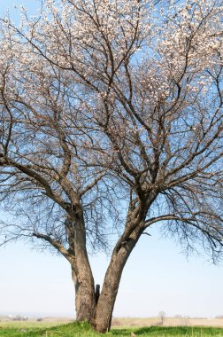 Kayısı bahar çiçekleri