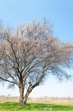 Kayısı bahar çiçekleri