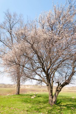 Kayısı bahar çiçekleri