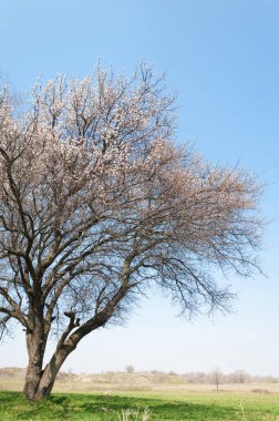 Kayısı bahar çiçekleri