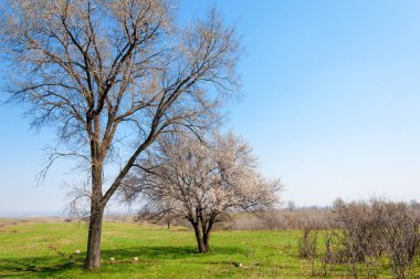 Kayısı bahar çiçekleri