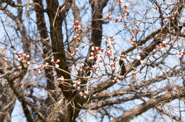 Kayısı bahar çiçekleri