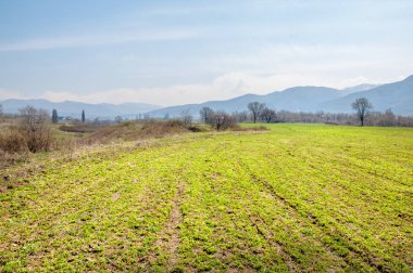 Yonca ile bahar tarlası