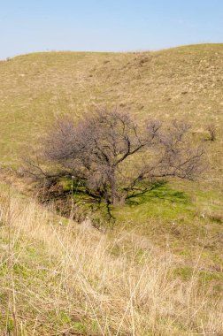 Kayısı bahar çiçekleri