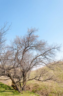 Kayısı bahar çiçekleri