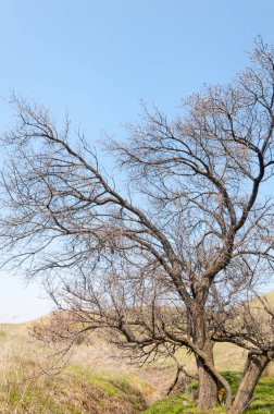 Kayısı bahar çiçekleri