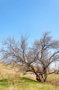 Kayısı bahar çiçekleri